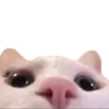 cateyes