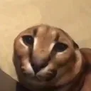 floppa