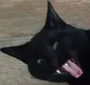 neroyell