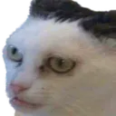 Cat_WTF_Angery