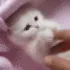 kitten2