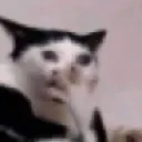 AG_cryingcat