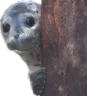 sealpeek sealpeek