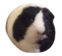 ReeseWHY