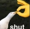 HG_shut