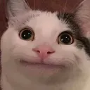 happy_cat happy_cat