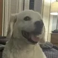 happyberger