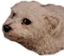 dogweirdge