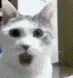 cat_omg cat_omg