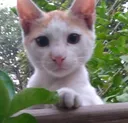 HaVaCat