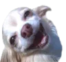 pompette pompette