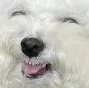 KEKDOG KEKDOG
