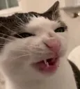 disgwust