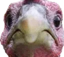 TurkeyFront