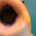 EN_fishsmooch