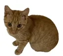 OMG_a_cat