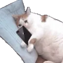 sadcatphone