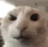Raisedeyebrowbutcat Raisedeyebrowbutcat