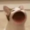 poppoppoppop