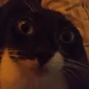 catearless