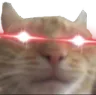 cateyes