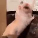 AAAA