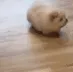 Bot_DoggoWalk