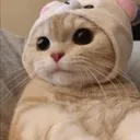 CuteCat