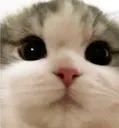 catsniff