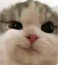 cathehe2 cathehe2