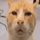 huhcat
