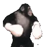 monkeyboxer