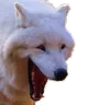 kekwolf