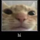 hi hi