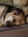 TAL_tucker_sleep Discord emoji
