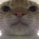 cat_stare
