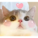Cat_Love