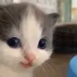 HeheCat
