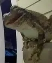 frogman