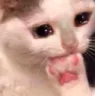 Yaki_dark_shy_cat
