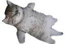 KittyDead