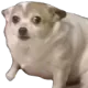 H_concerndoggo
