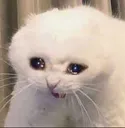Sad_cat