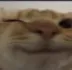 d_catlove