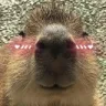 CapyBlush
