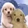 glink0Hug