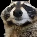RaccoonStare RaccoonStare