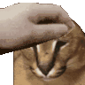 FloppaPet Discord emoji