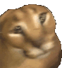 FloppaNo Discord emoji