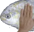fishpat